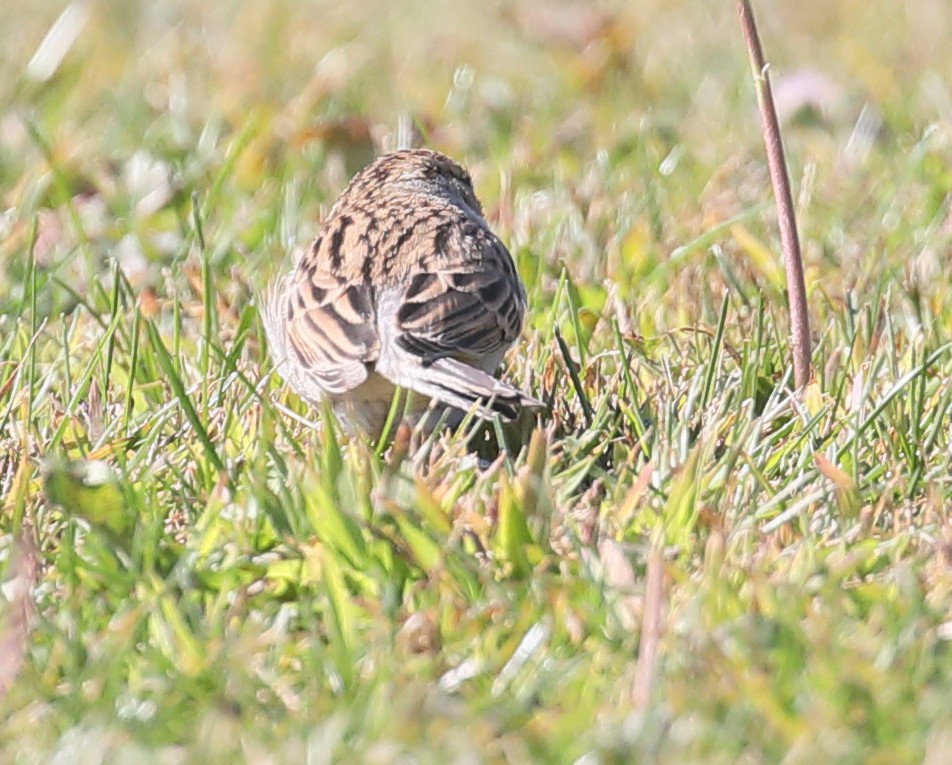 Chipping Sparrow - Anonymous