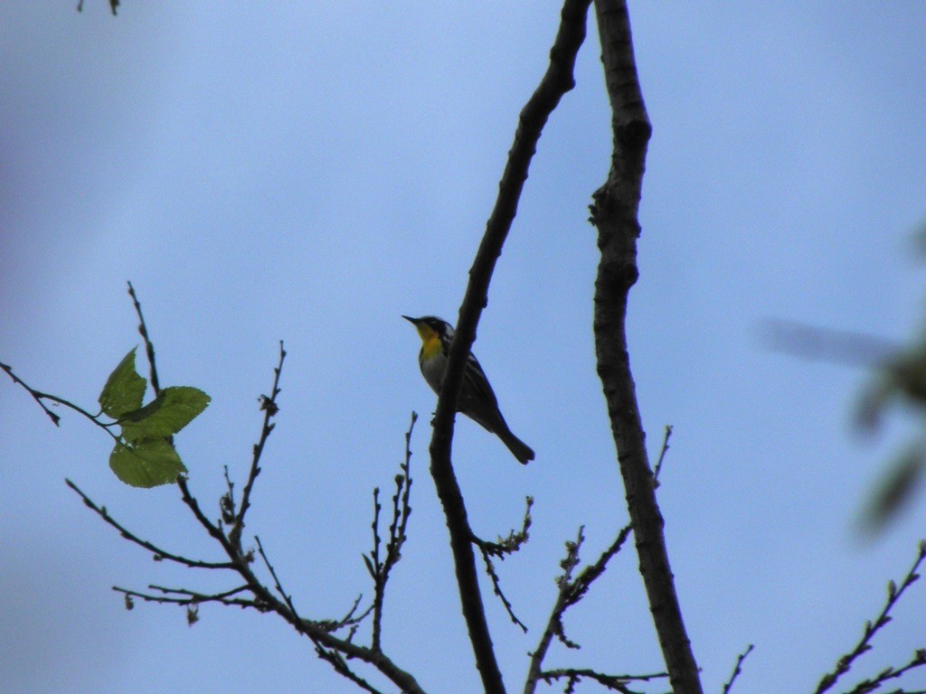 Yellow-throated Warbler - ML27659711