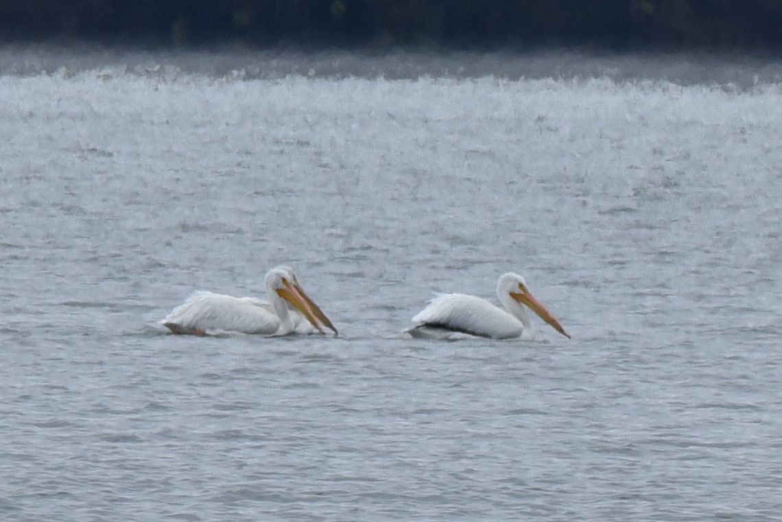 American White Pelican - ML276599431