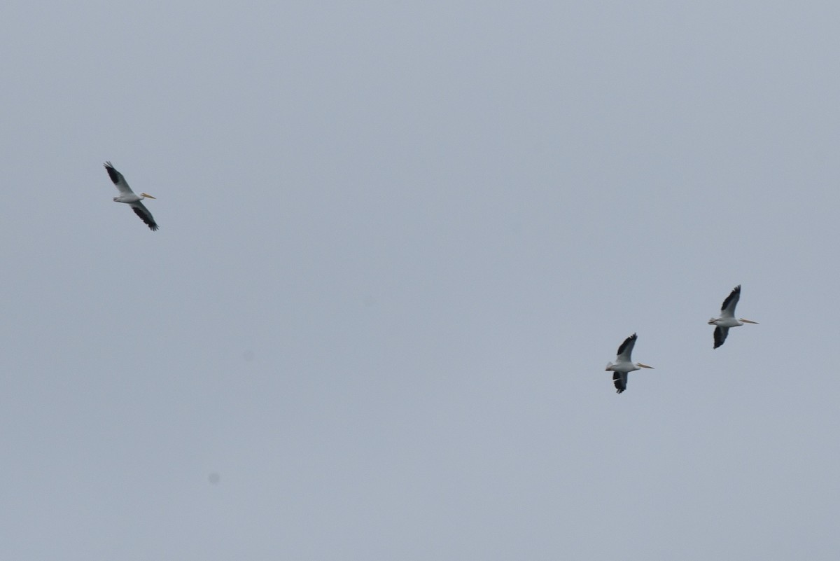 American White Pelican - ML276599451