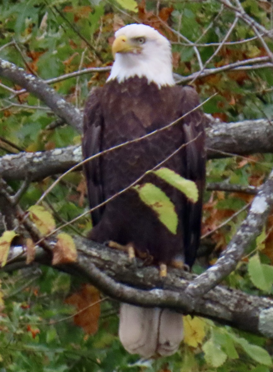 Bald Eagle - ML276600631