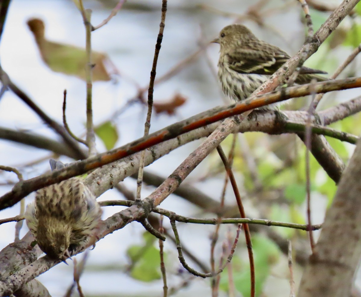 Pine Siskin - ML276600771