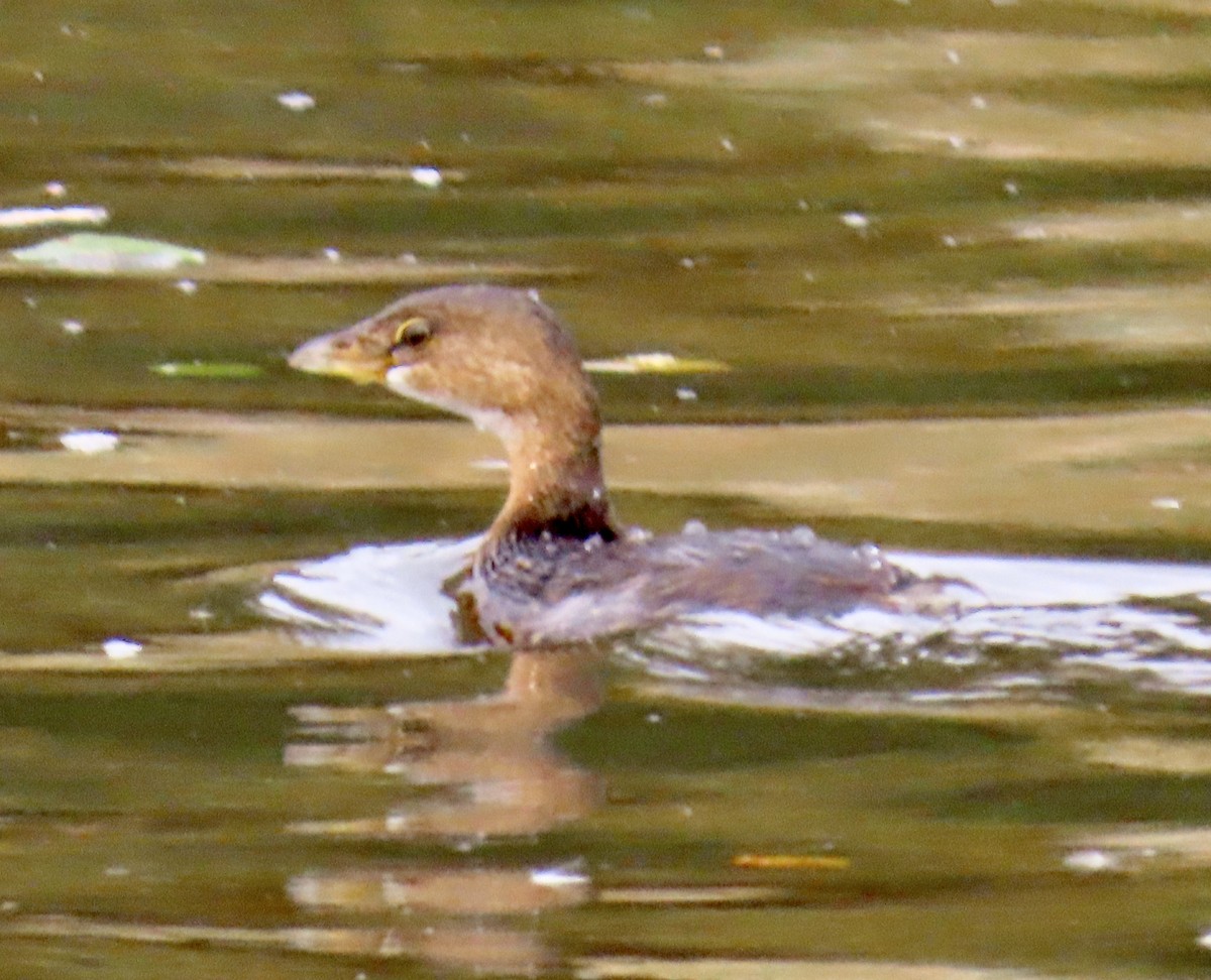 Pied-billed Grebe - ML276600851