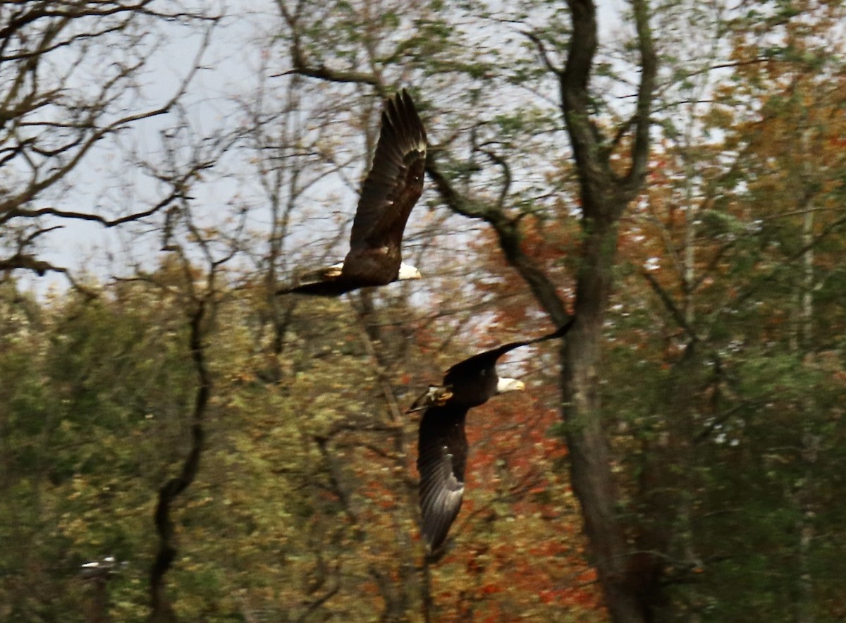 Bald Eagle - ML276601801