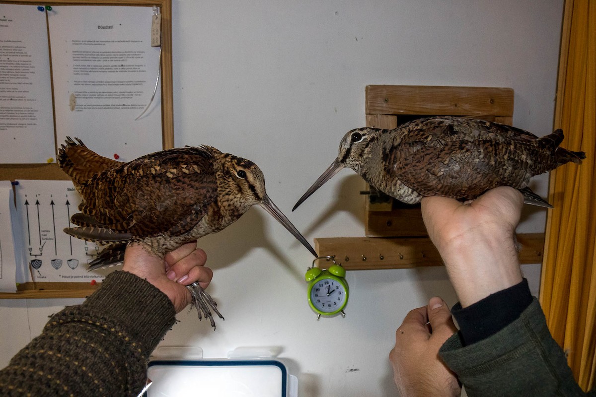 Eurasian Woodcock - ML276603021