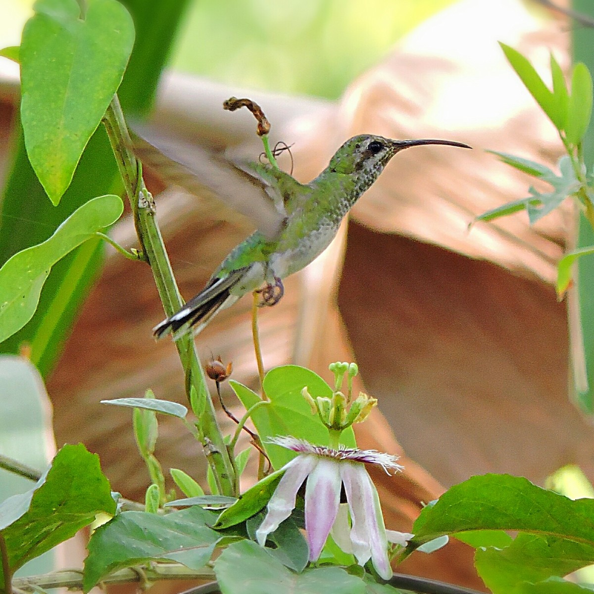 White-tailed Goldenthroat - ML276603671