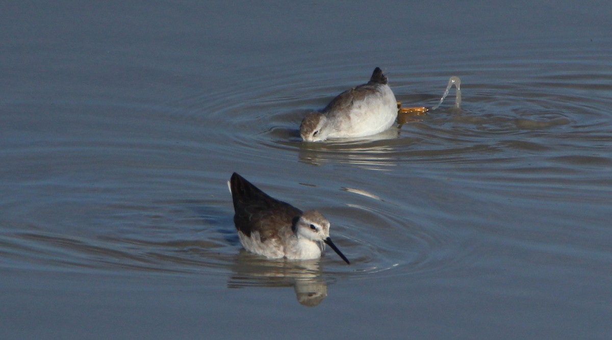 hvithalesvømmesnipe - ML276604781