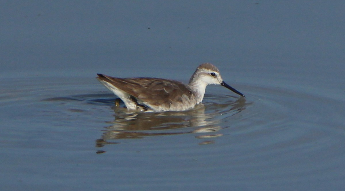 hvithalesvømmesnipe - ML276604831