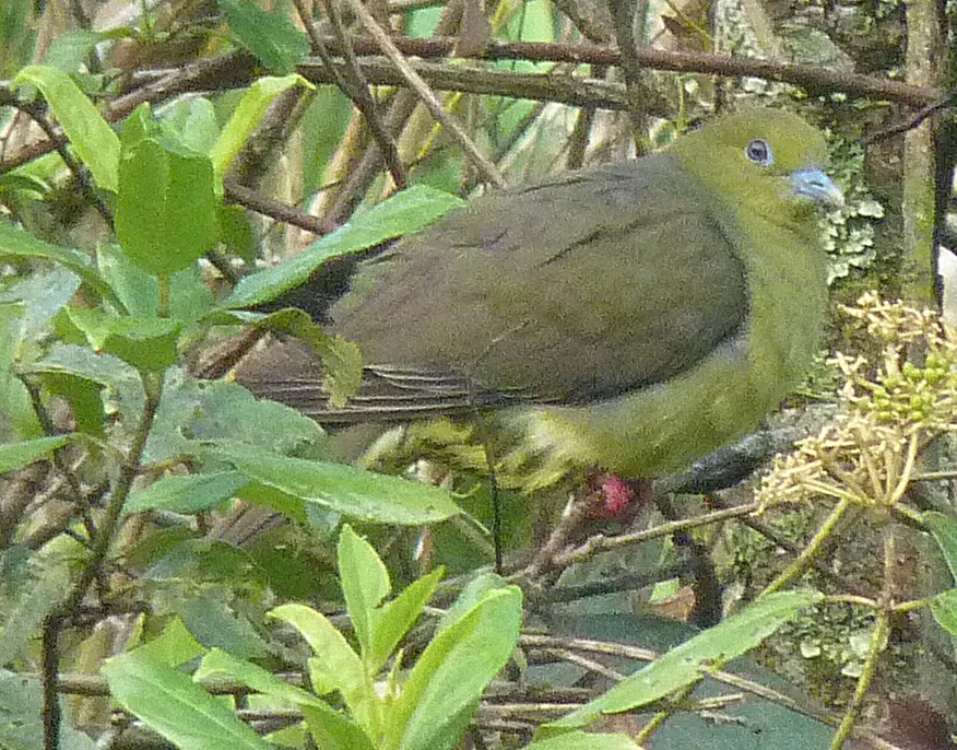 Wedge-tailed Green-Pigeon - ML27660521