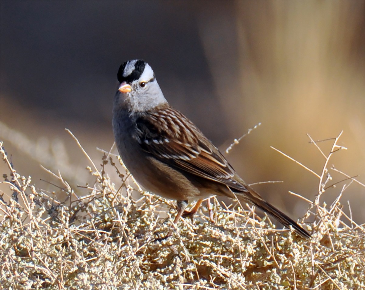 White-crowned Sparrow - ML276605671