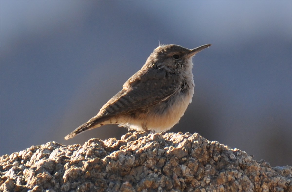 Rock Wren - ML276605801