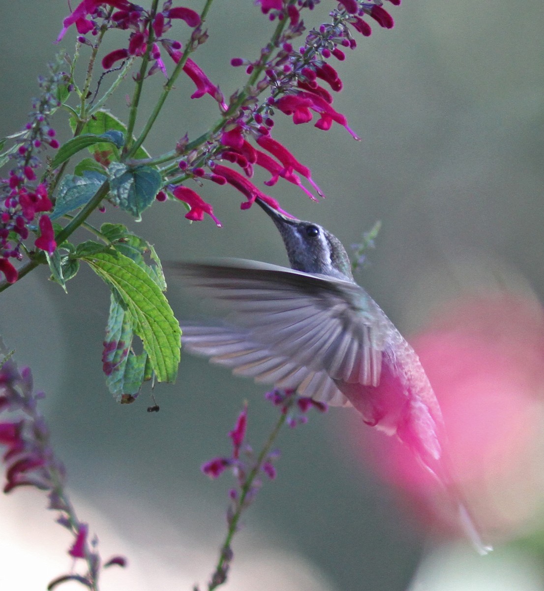 Blue-throated Mountain-gem - Larry Sirvio