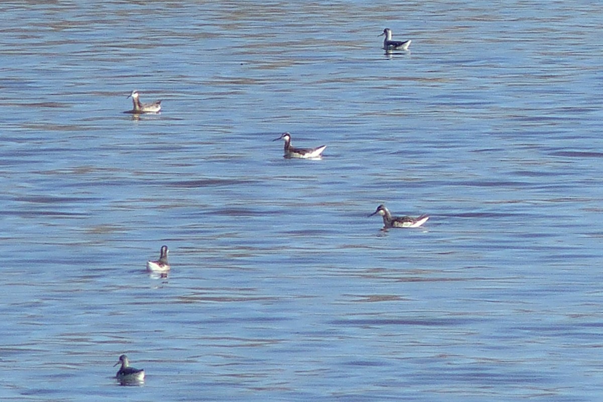 Wilson's Phalarope - ML27660641