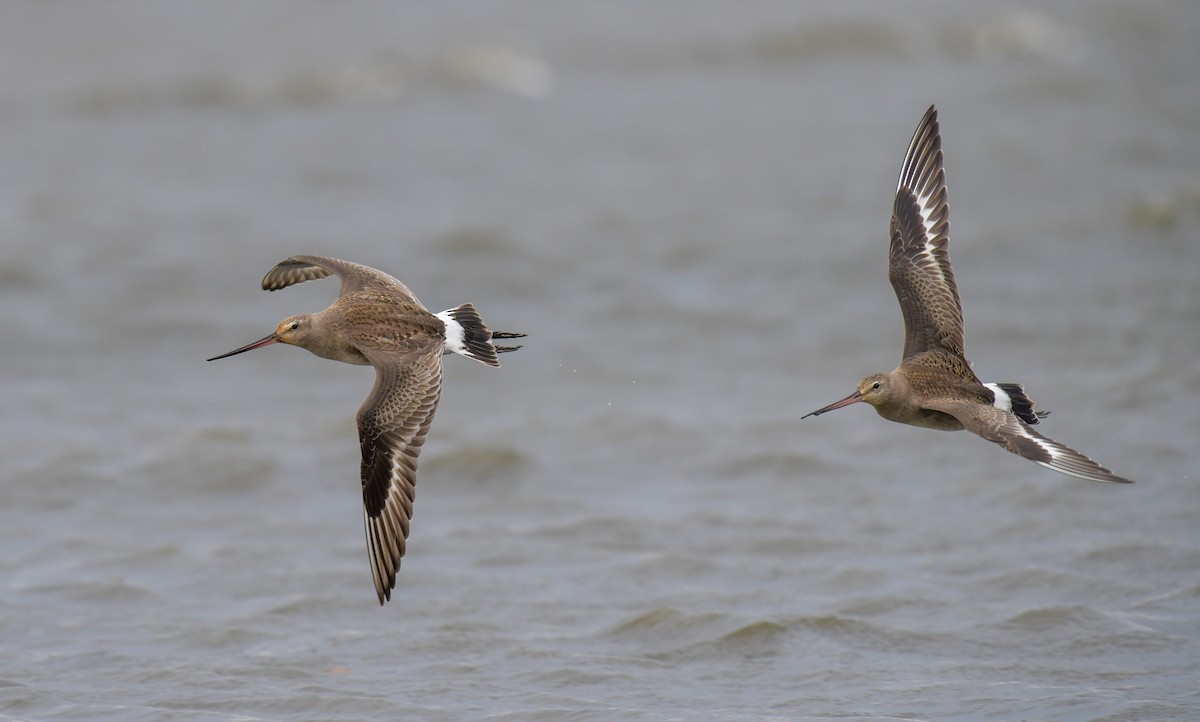 Hudsonian Godwit - Marc Faucher