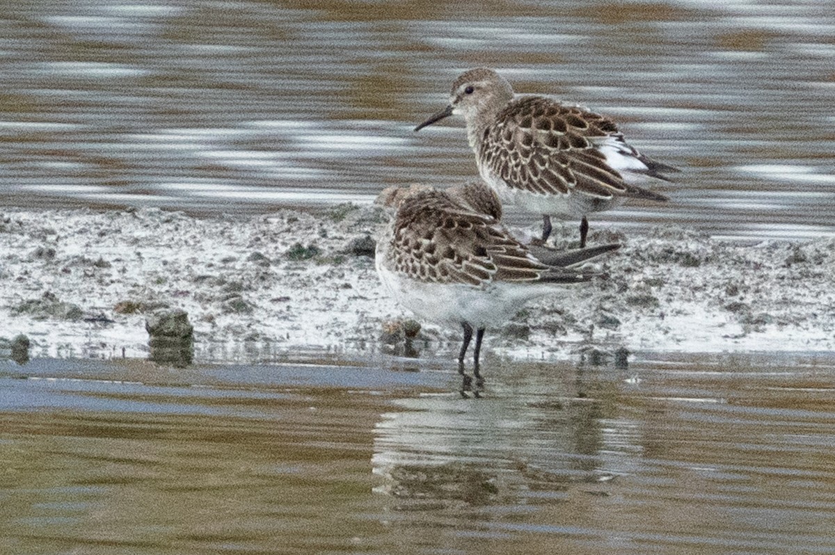 White-rumped Sandpiper - Kyle Blaney