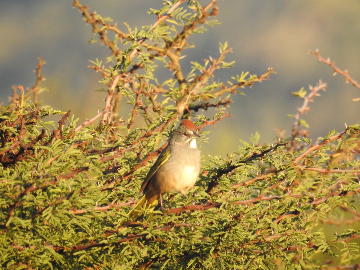 Green-tailed Towhee - ML276608211