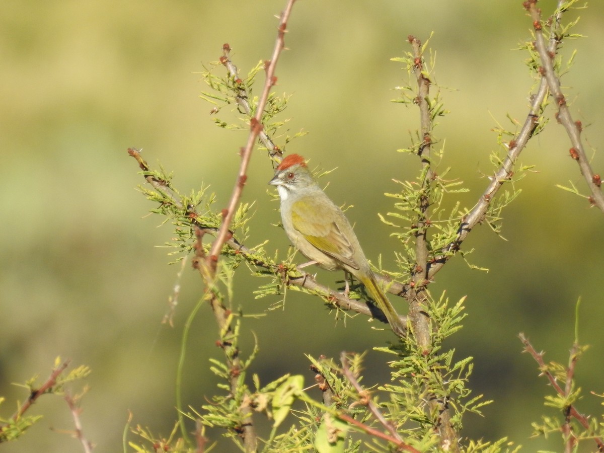 Green-tailed Towhee - Iván Reséndiz Cruz