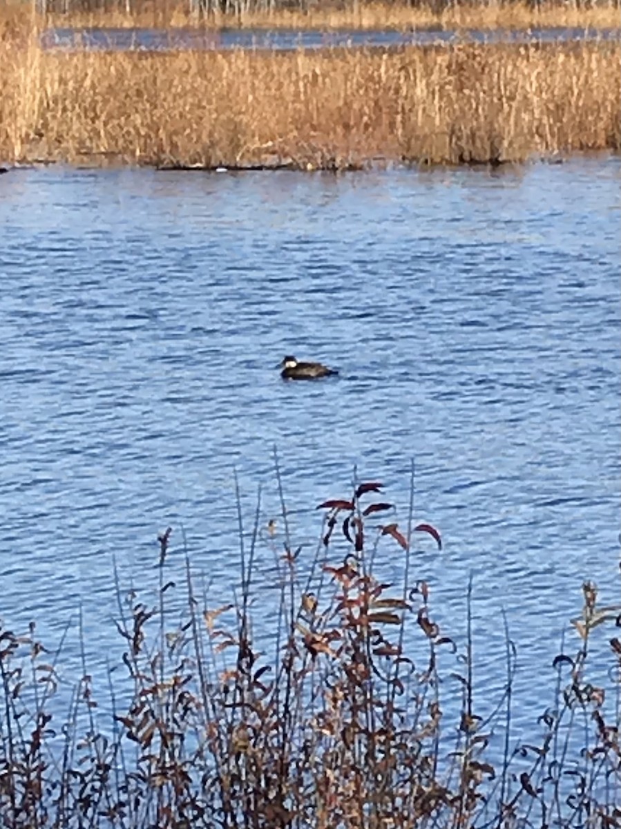 Ruddy Duck - ML276608401