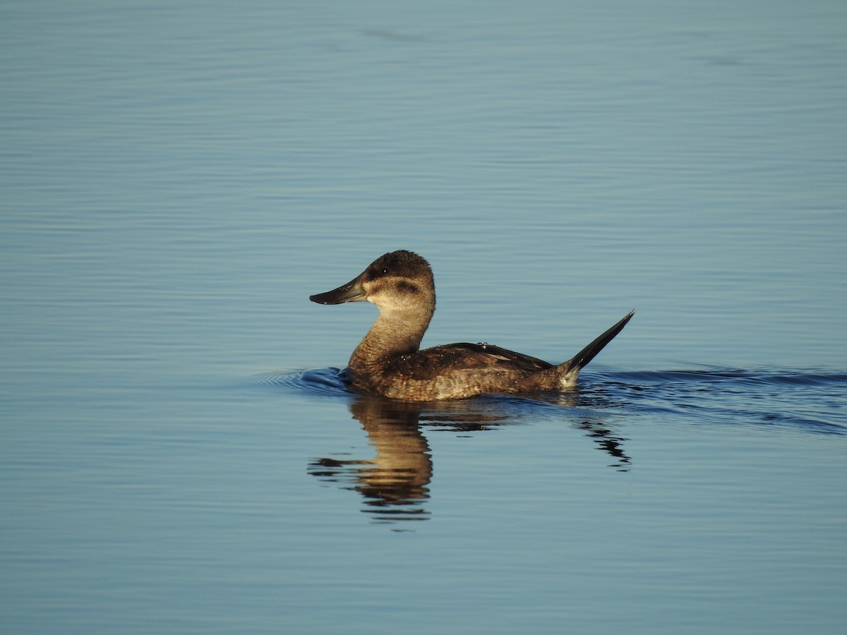 Ruddy Duck - ML276608701