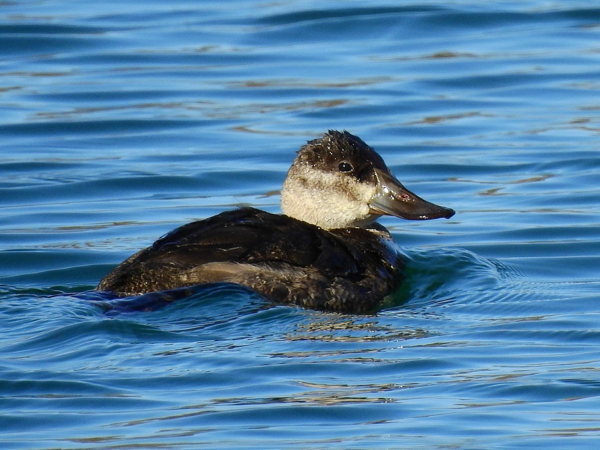 Ruddy Duck - ML276608771