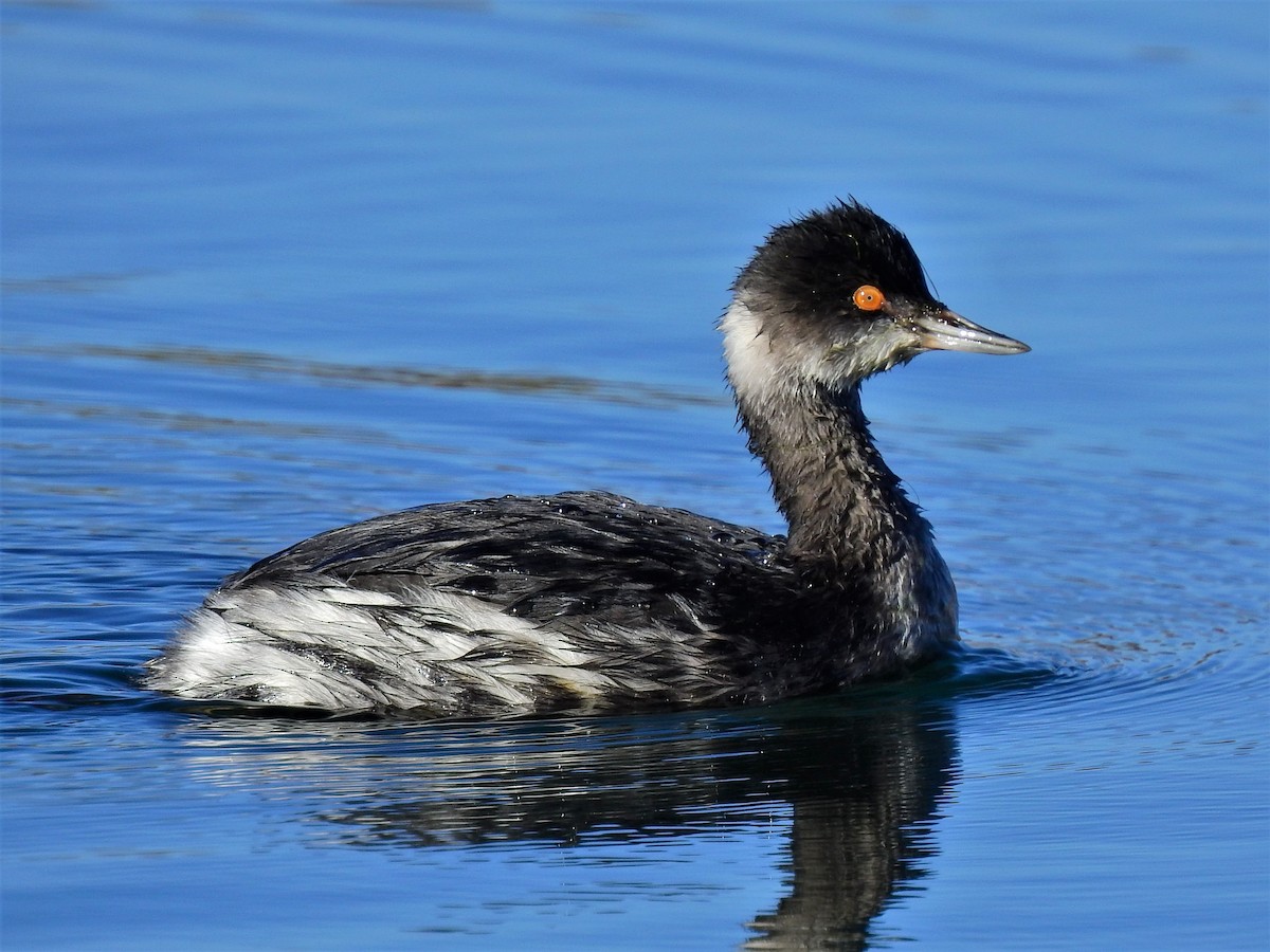 Eared Grebe - ML276608851