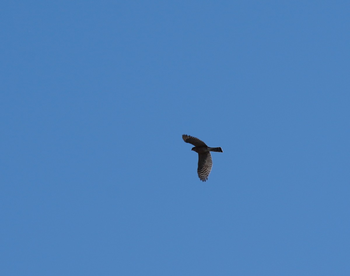 Sharp-shinned Hawk - ML276610491