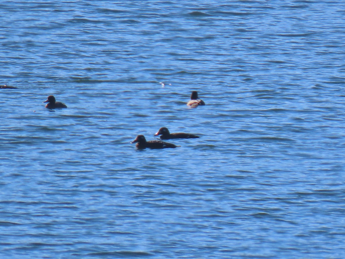 White-winged Scoter - ML276610911