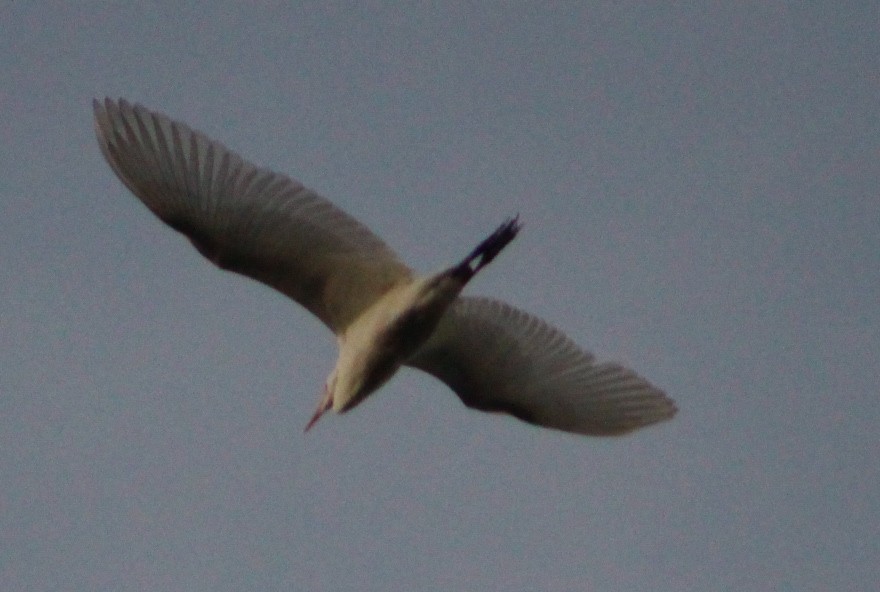 Western Cattle-Egret - Hilda Gómez
