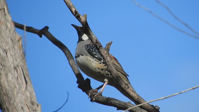 Spotted Quail-thrush - ML276612421