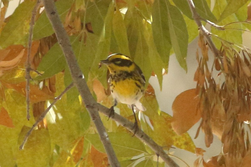 Townsend's Warbler - Ethan Gyllenhaal