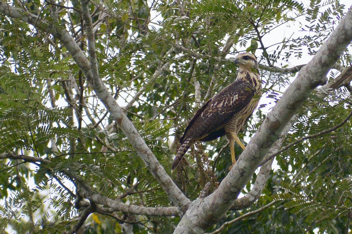 Great Black Hawk - ML276616601