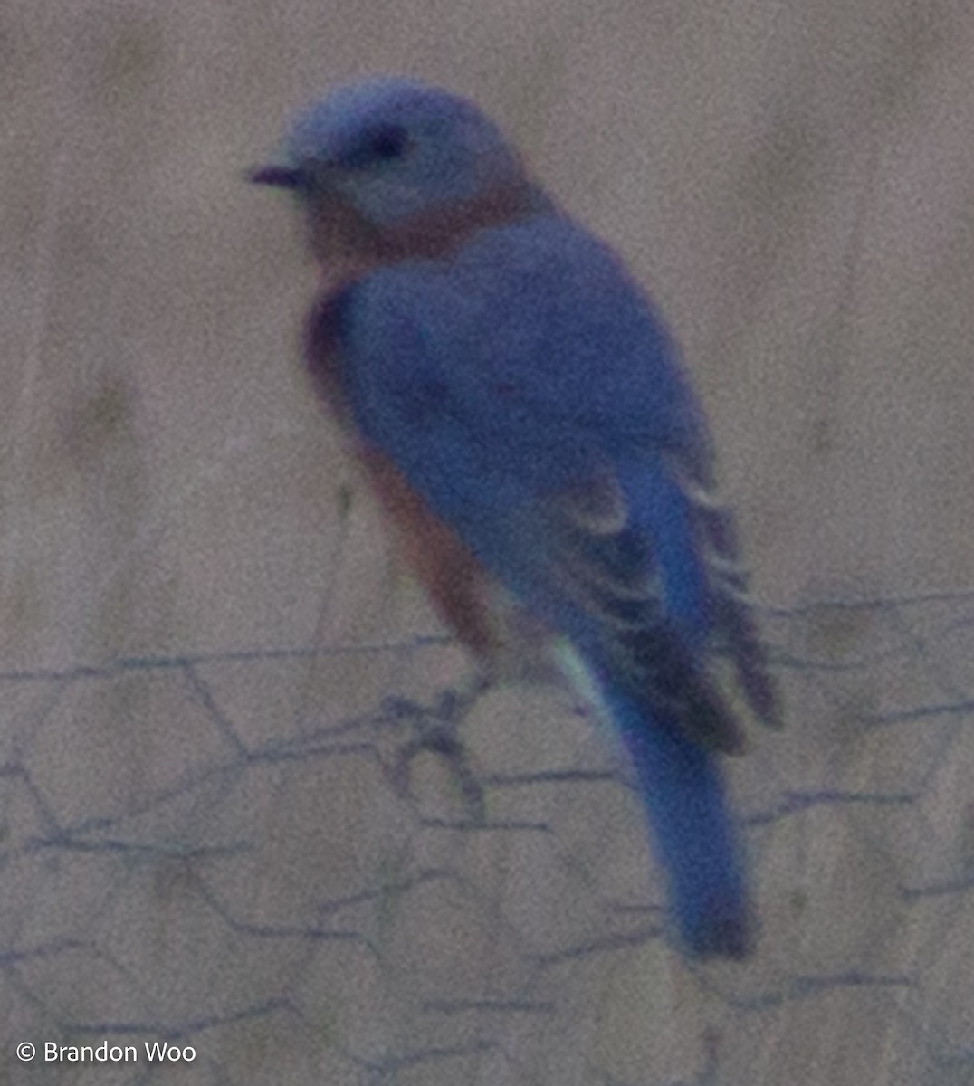 Eastern Bluebird - ML276618531