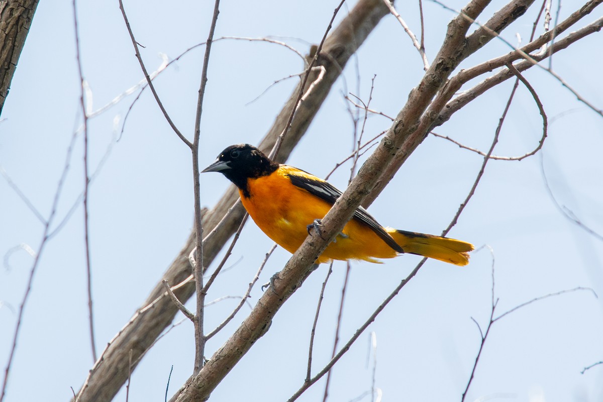 Baltimore Oriole - ML276619211