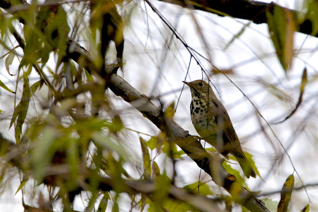 Hermit Thrush - ML276619531