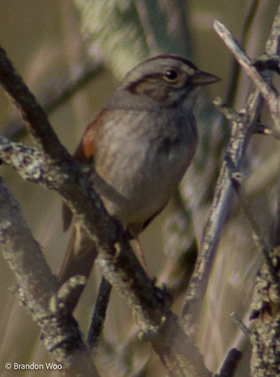 Swamp Sparrow - ML276619921