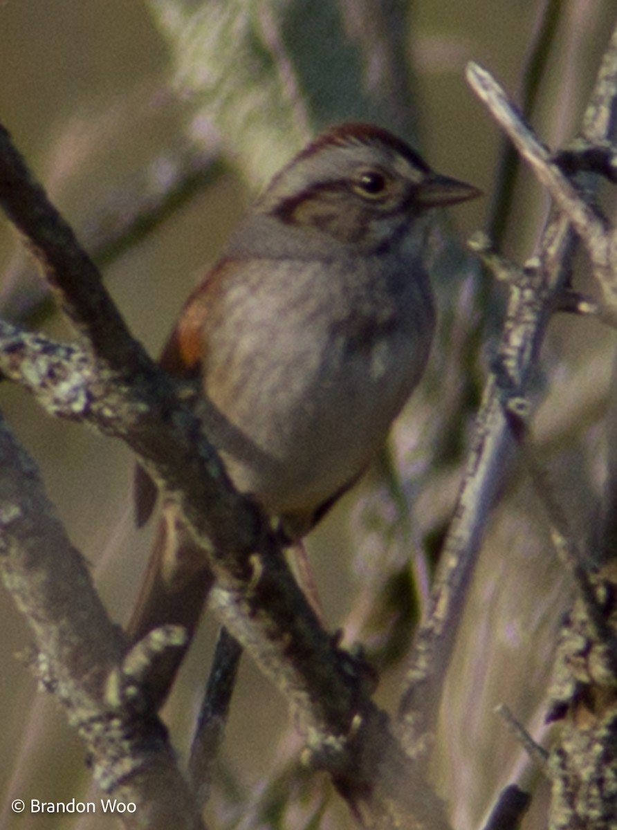 Swamp Sparrow - ML276619951