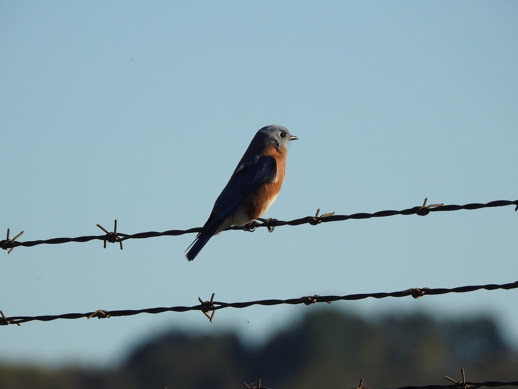 Eastern Bluebird - ML276620021