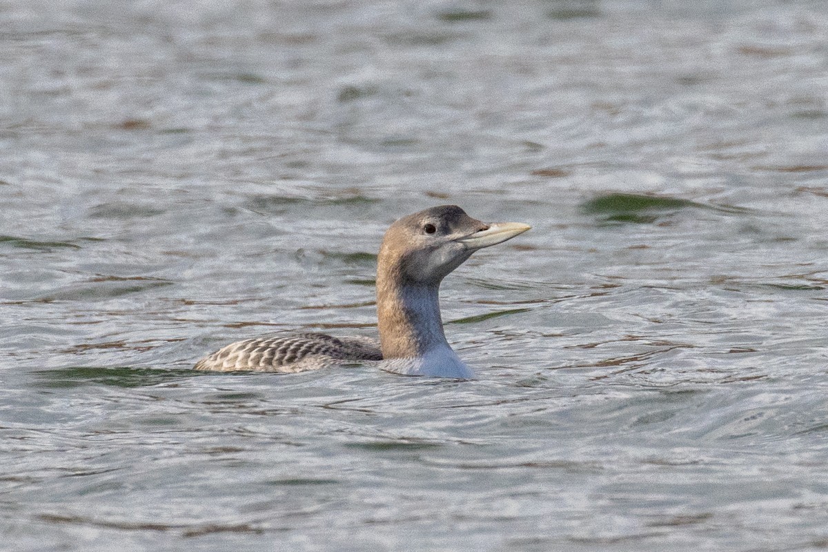 Yellow-billed Loon - Alan Knowles