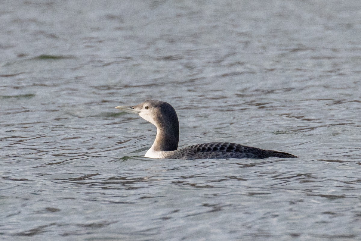 Yellow-billed Loon - Alan Knowles