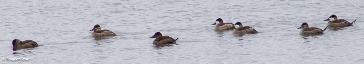 Ruddy Duck - ML276621961