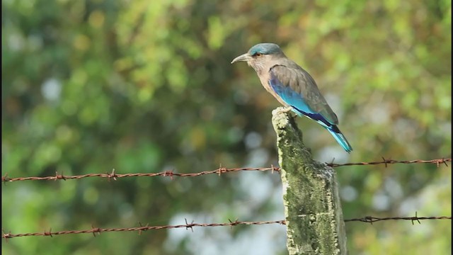 Çinhindi Gökkuzgunu - ML276622531