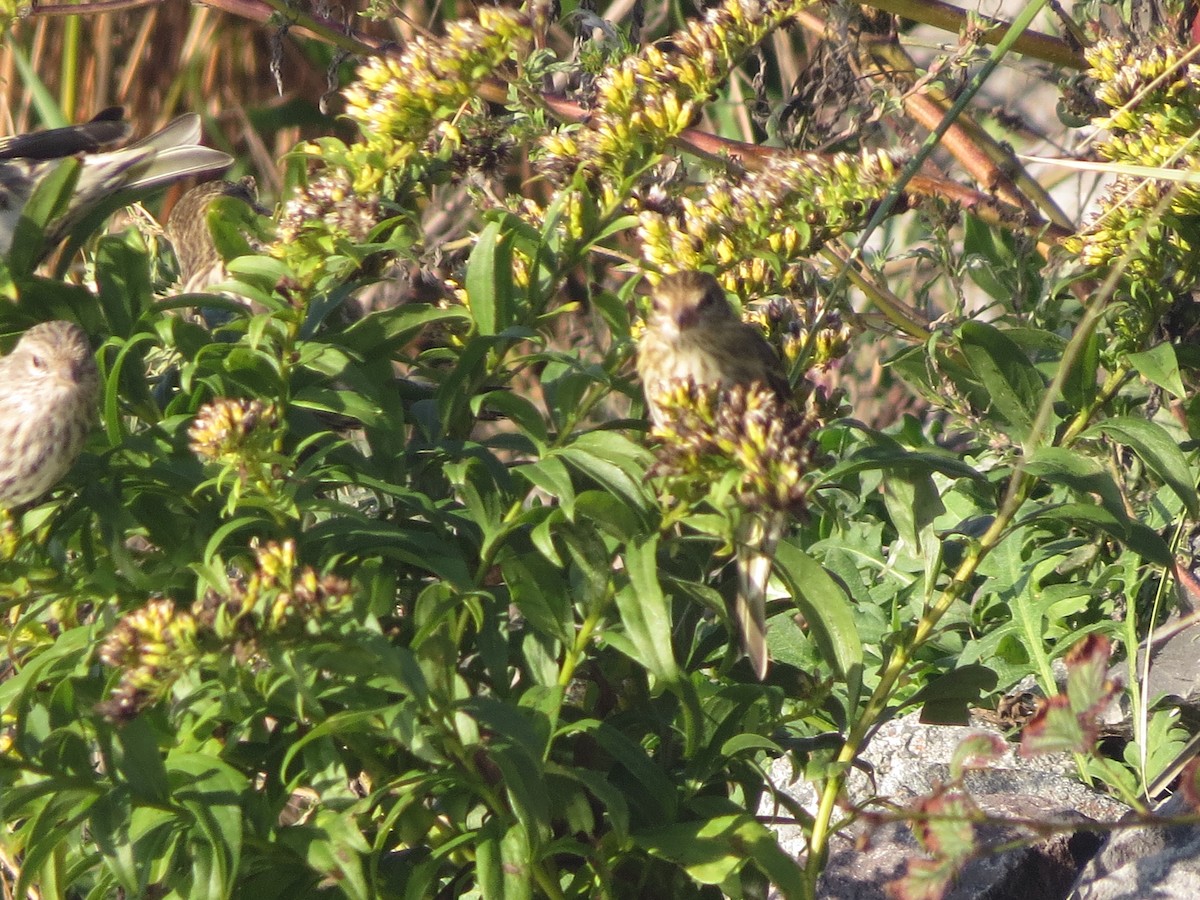 Pine Siskin - ML276623011