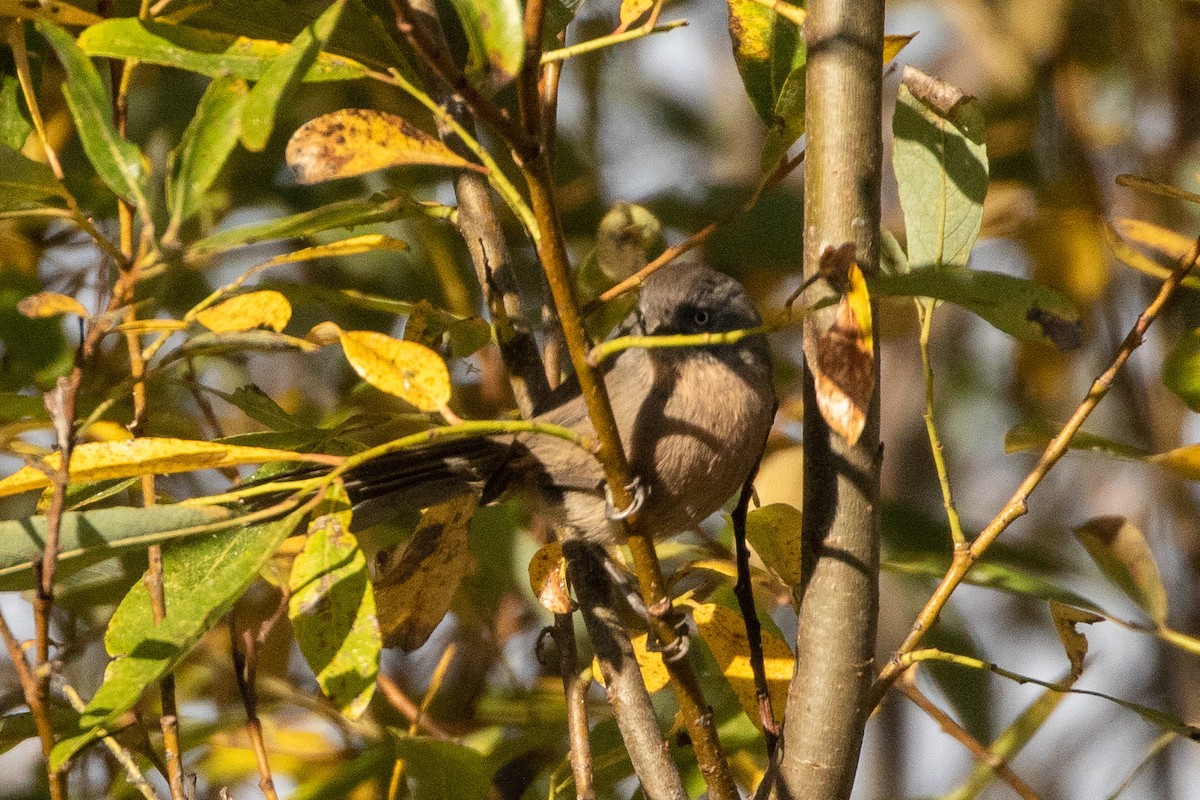 Wrentit - ML276623111