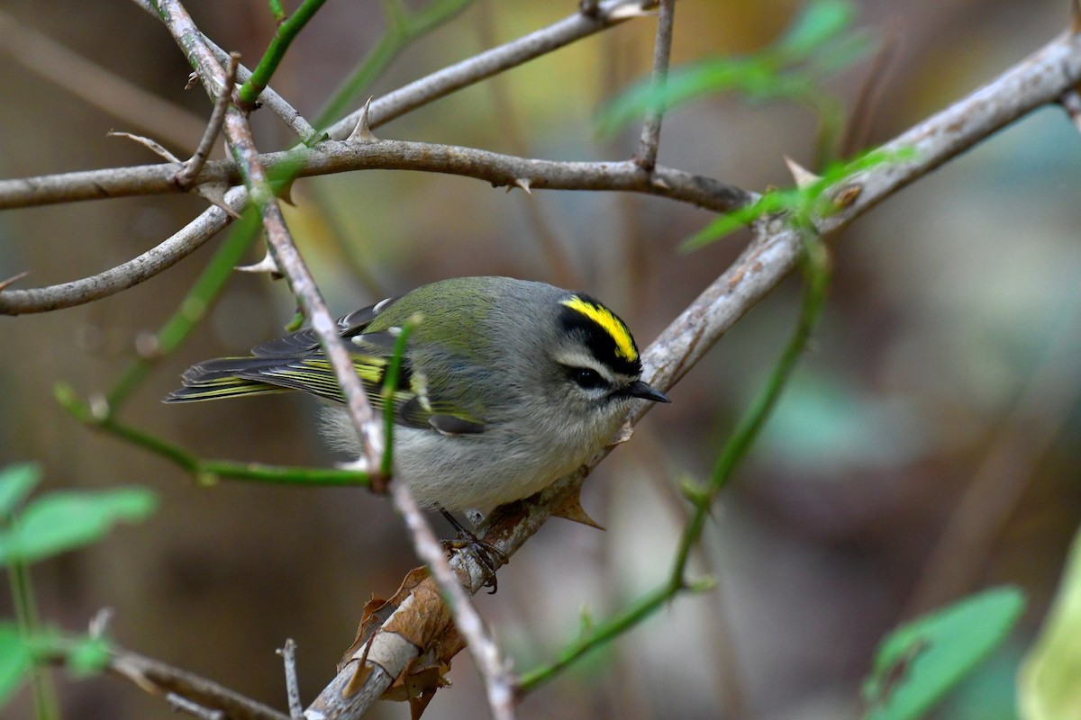 Golden-crowned Kinglet - Eric Titcomb