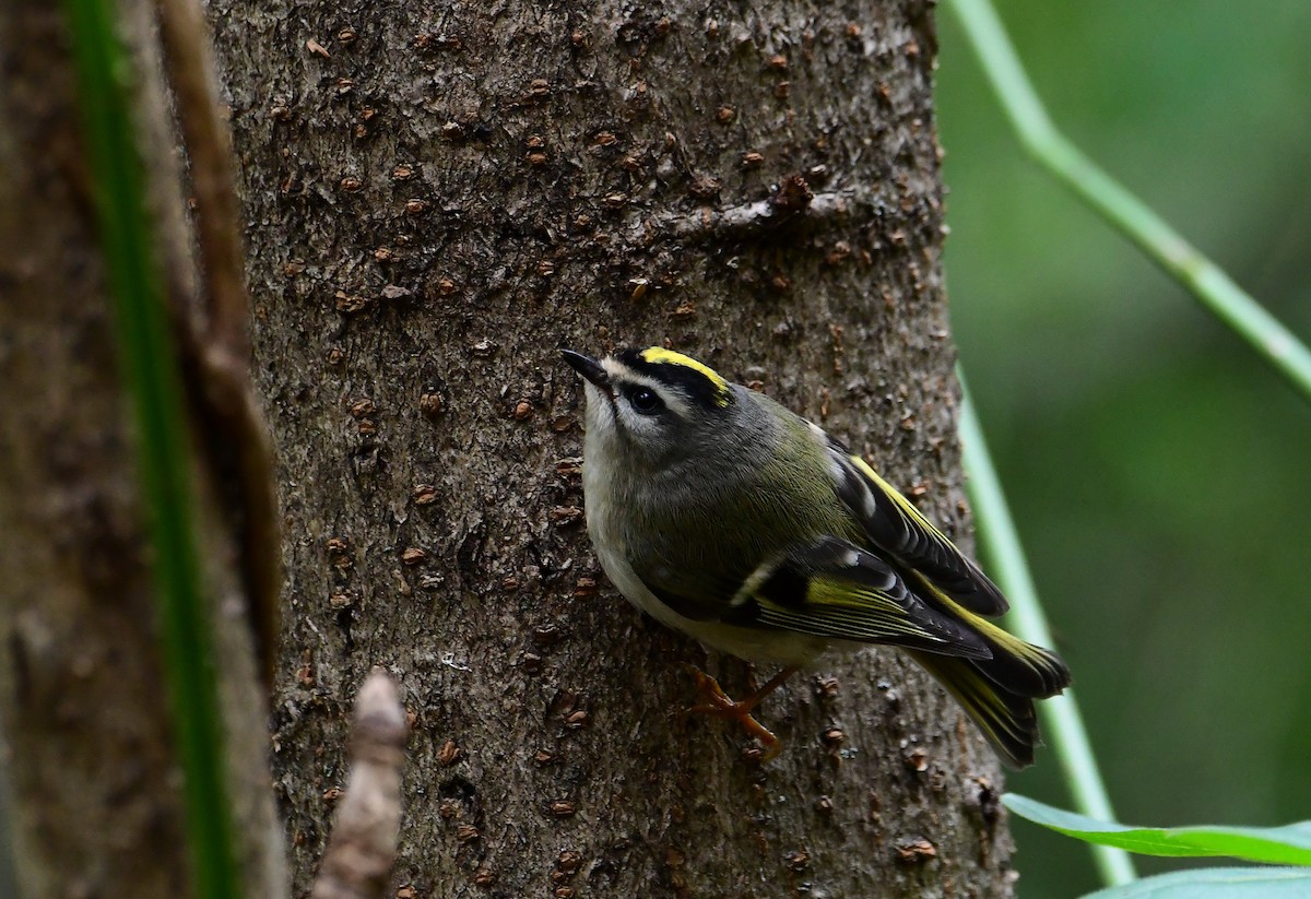 Golden-crowned Kinglet - ML276623561