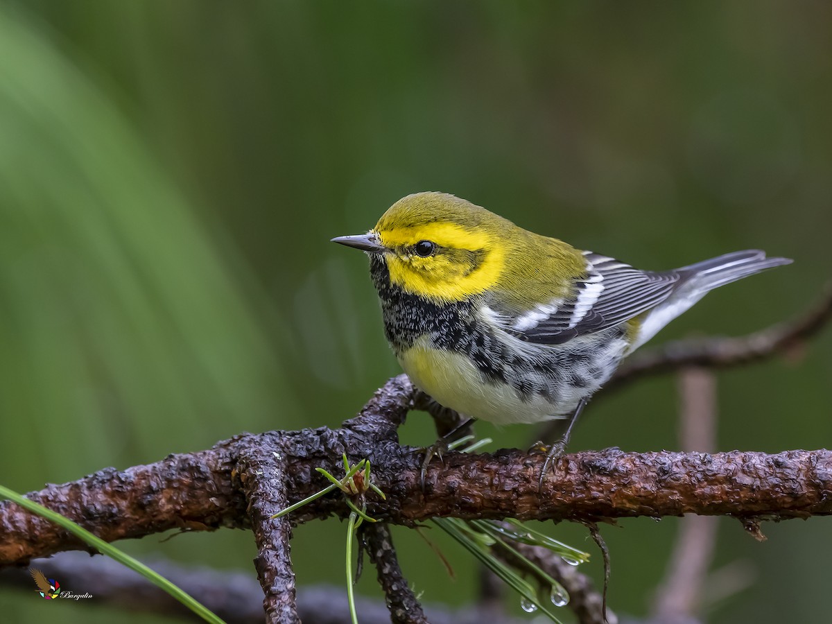 Black-throated Green Warbler - Fernando Burgalin Sequeria