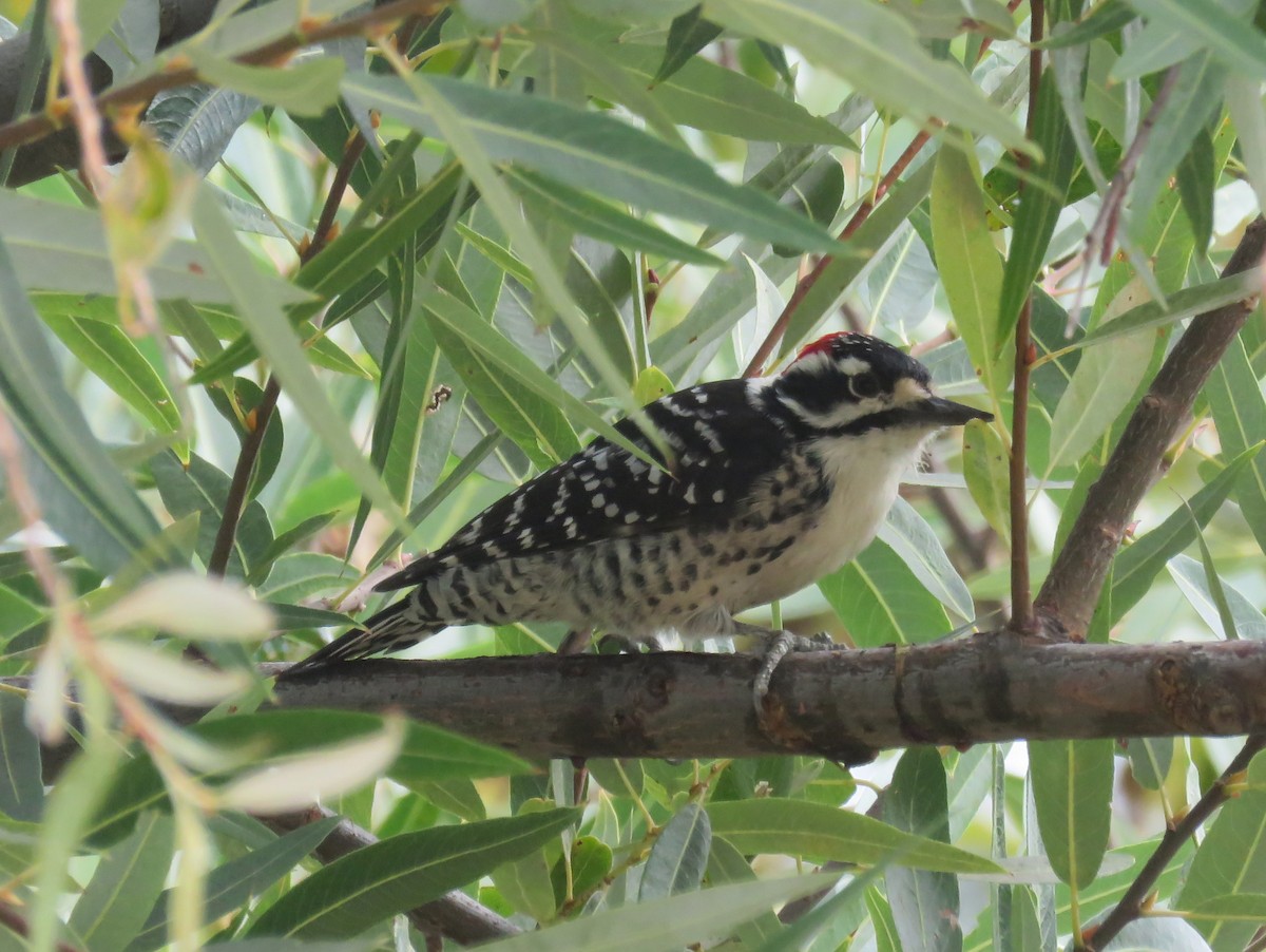 Nuttall's Woodpecker - ML276624311