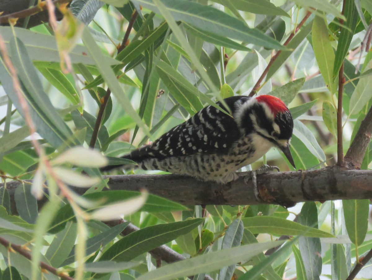 Nuttall's Woodpecker - ML276624321