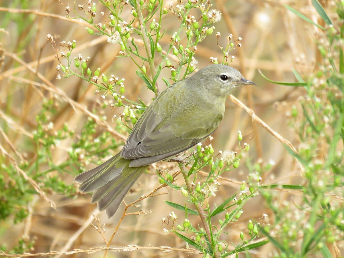 Orange-crowned Warbler - ML276624721