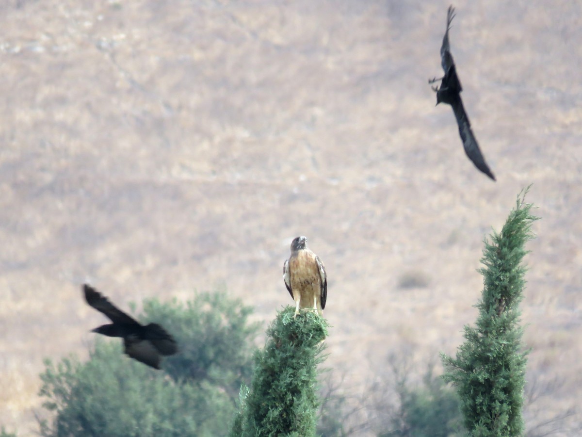 Red-tailed Hawk - ML276624781